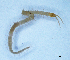  (Geophilus serbicus - BGE_00514_D08)  @11 [ ] Copyright (c) (2025) Unspecified University of Belgrade - Faculty of Biology