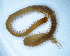  (Pleurogeophilus - BGE_00514_E02)  @11 [ ] Copyright (c) (2025) Unspecified University of Belgrade - Faculty of Biology