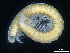  (Anthroleucosoma - BGE_00515_A03)  @11 [ ] Copyright (c) (2025) Unspecified University of Belgrade - Faculty of Biology