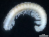  (Banatosoma - BGE_00515_A04)  @11 [ ] Copyright (c) (2025) Unspecified University of Belgrade - Faculty of Biology