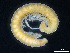  (Bulgarosoma - BGE_00515_A05)  @11 [ ] Copyright (c) (2025) Unspecified University of Belgrade - Faculty of Biology