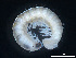 (Dacosoma - BGE_00515_A07)  @11 [ ] Copyright (c) (2025) Unspecified University of Belgrade - Faculty of Biology