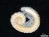  (Serbosoma crucis - BGE_00515_A08)  @11 [ ] Copyright (c) (2025) Unspecified University of Belgrade - Faculty of Biology