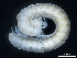  (Anthroleucosomatinae - BGE_00515_A12)  @11 [ ] Copyright (c) (2025) Unspecified University of Belgrade - Faculty of Biology