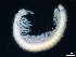  (Neoatractosomatinae - BGE_00515_B07)  @11 [ ] Copyright (c) (2025) Unspecified University of Belgrade - Faculty of Biology