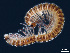  (Atractosomatinae - BGE_00515_B08)  @11 [ ] Copyright (c) (2025) Unspecified University of Belgrade - Faculty of Biology