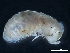  (Hyleoglomeris faberi - BGE_00515_B09)  @11 [ ] Copyright (c) (2025) Unspecified University of Belgrade - Faculty of Biology