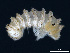  (Trachysphaera cristangula - BGE_00515_B11)  @11 [ ] Copyright (c) (2025) Unspecified University of Belgrade - Faculty of Biology