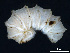  (Trachysphaera lobotarsus - BGE_00515_B12)  @11 [ ] Copyright (c) (2025) Unspecified University of Belgrade - Faculty of Biology
