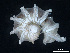  (Trachysphaera orghidani - BGE_00515_C02)  @11 [ ] Copyright (c) (2025) Unspecified University of Belgrade - Faculty of Biology
