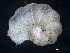  (Trachysphaera racovitzai - BGE_00515_C03)  @11 [ ] Copyright (c) (2025) Unspecified University of Belgrade - Faculty of Biology