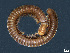 (Typhloiulus serborum - BGE_00515_C10)  @11 [ ] Copyright (c) (2025) Unspecified University of Belgrade - Faculty of Biology