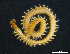  (Clinopodes cf. trebevicensis - BGE_00515_F01)  @11 [ ] Copyright (c) (2025) Unspecified University of Belgrade - Faculty of Biology