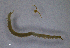  (Schendyla negreai - BGE_00515_G08)  @11 [ ] Copyright (c) (2025) Unspecified University of Belgrade - Faculty of Biology