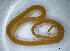  (Stigmatogaster gracilis - BGE_00515_H10)  @11 [ ] Copyright (c) (2025) Unspecified University of Belgrade - Faculty of Biology