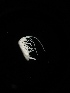 ( - BGE_00518_H09)  @11 [ ] Attribution Non-Commercial Share-Alike (by-nc-sa) (2013) Marko Lukic Croatian Biospeleological Society, Zagreb