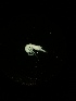  ( - BGE_00522_B07)  @11 [ ] Attribution Non-Commercial Share-Alike (by-nc-sa) (2013) Marko Lukic Croatian Biospeleological Society, Zagreb