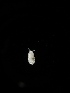  (Onychiuroides sp. Obo - BGE_00524_E07)  @11 [ ] Attribution Non-Commercial Share-Alike (by-nc-sa) (2013) Marko Lukic Croatian Biospeleological Society, Zagreb