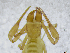  ( - BGE_00503_B07)  @11 [ ] Copyright (2024) Unspecified Croatian Biospeleological Society