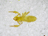  ( - BGE_00503_C04)  @11 [ ] Copyright (2024) Unspecified Croatian Biospeleological Society