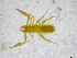  ( - BGE_00503_C07)  @11 [ ] Copyright (2024) Unspecified Croatian Biospeleological Society