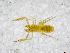  ( - BGE_00503_C08)  @11 [ ] Copyright (2024) Unspecified Croatian Biospeleological Society