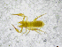 ( - BGE_00503_C09)  @11 [ ] Copyright (2024) Unspecified Croatian Biospeleological Society