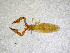  ( - BGE_00503_D11)  @11 [ ] Copyright (2024) Unspecified Croatian Biospeleological Society