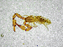  (Acanthocreagris microphthalma - BGE_00503_E03)  @11 [ ] Copyright (2024) Unspecified Croatian Biospeleological Society