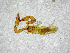  ( - BGE_00503_E03)  @11 [ ] Copyright (2024) Unspecified Croatian Biospeleological Society