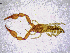  ( - BGE_00503_E08)  @11 [ ] Copyright (2024) Unspecified Croatian Biospeleological Society