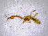  ( - BGE_00503_E09)  @11 [ ] Copyright (2024) Unspecified Croatian Biospeleological Society