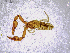  ( - BGE_00503_E10)  @11 [ ] Copyright (2024) Unspecified Croatian Biospeleological Society
