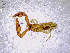  ( - BGE_00503_E10)  @11 [ ] Copyright (2024) Unspecified Croatian Biospeleological Society