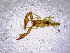  ( - BGE_00503_E11)  @11 [ ] Copyright (2024) Unspecified Croatian Biospeleological Society