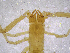  ( - BGE_00503_F02)  @11 [ ] Copyright (2024) Unspecified Croatian Biospeleological Society