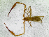  (Neobisium cf. stygium - BGE_00504_A10)  @11 [ ] Copyright (2025) Unspecified Croatian Biospeleological Society