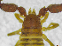  (Lamprochernetinae - BGE_00501_C07)  @11 [ ] Copyright (2024) Unspecified Croatian Biospeleological Society