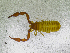  ( - BGE_00501_C09)  @11 [ ] Copyright (2024) Unspecified Croatian Biospeleological Society