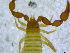  ( - BGE_00501_C11)  @11 [ ] Copyright (2024) Unspecified Croatian Biospeleological Society