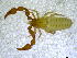  ( - BGE_00501_C11)  @11 [ ] Copyright (2024) Unspecified Croatian Biospeleological Society