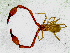  ( - BGE_00504_F04)  @11 [ ] Copyright (2025) Unspecified Croatian Biospeleological Society