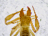  (Chthonius histricus - BGE_00504_F06)  @11 [ ] Copyright (2025) Unspecified Croatian Biospeleological Society