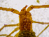 (Neobisium cf. spelaeum - BGE_00504_G02)  @11 [ ] Copyright (2025) Unspecified Croatian Biospeleological Society