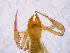  (Chthonius cf. raridentatus - BGE_00504_H10)  @11 [ ] Copyright (2025) Unspecified Croatian Biospeleological Society