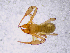  ( - BGE_00504_H10)  @11 [ ] Copyright (2025) Unspecified Croatian Biospeleological Society