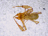  ( - BGE_00504_H10)  @11 [ ] Copyright (2025) Unspecified Croatian Biospeleological Society