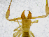  ( - BGE_00504_H11)  @11 [ ] Copyright (2025) Unspecified Croatian Biospeleological Society