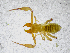 ( - BGE_00504_H11)  @11 [ ] Copyright (2025) Unspecified Croatian Biospeleological Society