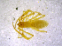 (Troglochthonius doratodactylus SJ - BGE_00505_A06)  @11 [ ] Copyright (2024) Unspecified Croatian Biospeleological Society